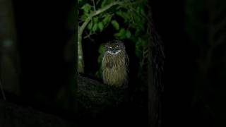 facts about owls  informative facts about owls  interesting facts about owls owl wildlife short [upl. by Ibbie]