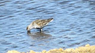 Dunlin [upl. by Aneekal]