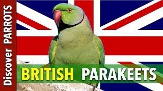 British Parakeets  Discover PARROTS [upl. by Enenstein]