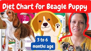 HINDI diet chart for 3  6 month beagle  beagle diet plan  dog diet  beagle puppy food  beagle [upl. by Wilfrid]