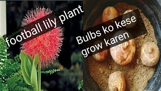 How to grow bulbs plantfootball lily plantonline bulbs plant shopping [upl. by Akinyt]