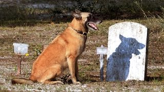 Cadaver dogs find unmarked graves in historic Wilmington NC church cemetery [upl. by Sapienza]