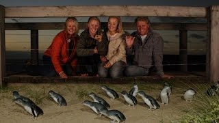 Phillip Island Penguin Parade and Australian Wildlife Experiences around Melbourne [upl. by Girand]