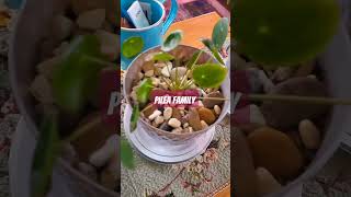 Pilea plant is good for first time owning plants 🪴 shortsviral pilea indoorplants shorts [upl. by Toney]