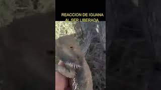 Reacción de Iguana al ser liberada visionproyecto [upl. by Rodgers736]