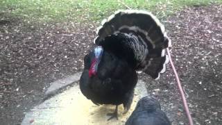 Our pet turkeys Gerald gobbling [upl. by Clift213]