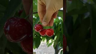 Delicious cherries 🍒 garden gardening fruit fruitpicking village villagelife organic [upl. by Nais]