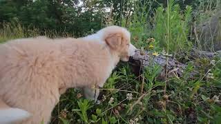 Border Collie Puppy Adventure Walk [upl. by Garda]