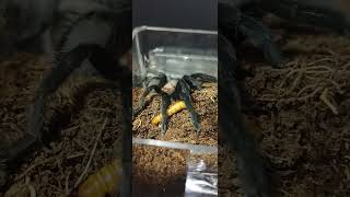 Tliltocatl Schroederi 🕷️🪱 tarantula tarantulasoftheworld tarantulakeeper [upl. by Adelbert]