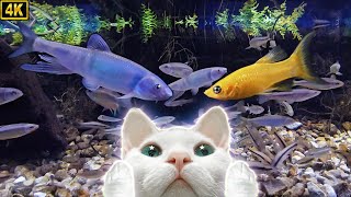 고양이가 좋아하는 영상 11시간★물고기민물고기고양이TV하프음악힐링영상놀이영상★CatTVfish [upl. by Penn]