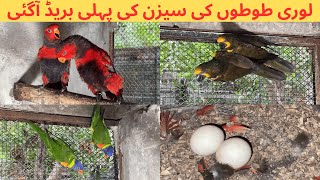 Lorikeet Parrots First Breed of Season  Rosella Parrot Red Head Parrot  M Birds [upl. by Leksehcey38]