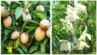 Sapodilla Cheku and Moringa Sohanjna Plants Kitchen Gardening  Recipes Hobbies amp Tips [upl. by Murdocca23]