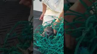 Two Maine Fishermen Rescue a Seal [upl. by Trebliw]