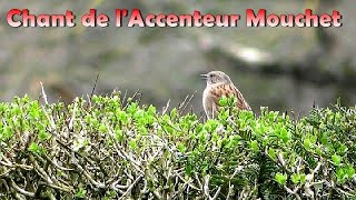 ACCENTEUR MOUCHET  Chant dOiseau en ville dans le bruit [upl. by Jarad967]