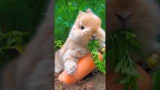 Cute Bunny eating carrot 🥕🐇💞Please subscribe [upl. by Darom]