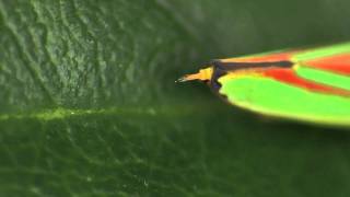 Tip of the abdomen of a Rhododendron Leafhopper Graphocephala fennahi [upl. by Dnalrah]