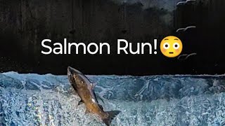 Salmon Run at Bowmanville salmonrun nature fishing shortlive [upl. by Kralc]