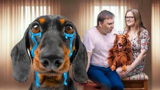 Ill Never Forgive You Cute amp funny dachshund dog video [upl. by Esilrac247]