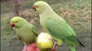 Wild Parakeets in London  England [upl. by Bria]