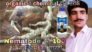 nematode controlnematode control organicvelum prime bayernematode ki dawanematodes in hindi [upl. by Helprin]