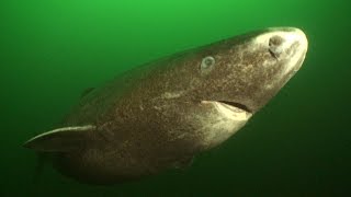 Greenland Sharks HD  JONATHAN BIRDS BLUE WORLD [upl. by Lemak]