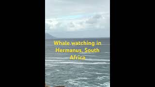 Whale 🐳 Watching Hermanus South Africa success whale  Hermanus [upl. by Atinrahs]