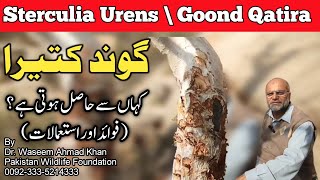 Gond Qatira Benefits  Gond Kateeray Kay Faiday  How Gond Katira is Extracted  Gond Katira [upl. by Aniuqal]