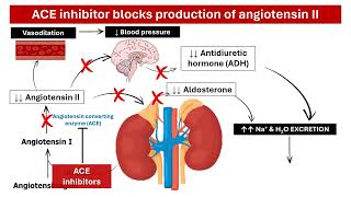 ACE Inhibitors in Hypertension Management Mechanism of Action and Side Effects │ Pharmacology [upl. by Newell]