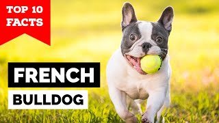 French Bulldog  Top 10 Facts [upl. by Tnomal173]