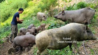 A journey of survival part 1 Raising livestock and growing crops Robert  Green forest life [upl. by Anyahc]