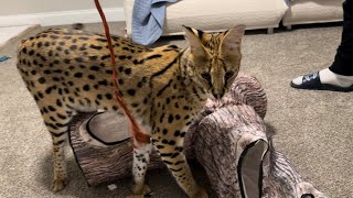 Serval Pet Playing [upl. by Ursuline]