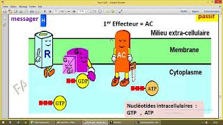 Communication cellulaire 2 proteine G [upl. by Anrym]