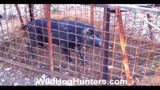 TRAPPING WILD HOGS IN TEXAS  Learn How To Do It [upl. by Cris269]