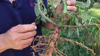 Pigweed Identification Redroot [upl. by Joellyn]