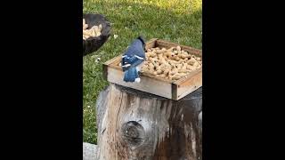 Bluejays chasing around feeder and Black Billed Magpie [upl. by Yedsnil]