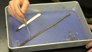 Earthworm Dissection [upl. by Anilak]