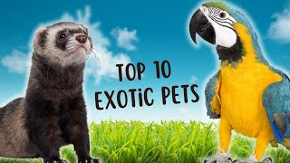 Exotic Pet Favorites The Top 10 Most Popular Picks Unveiled [upl. by Panaggio280]