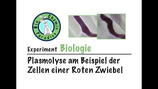 Experiment Biologie – Plasmolyse am Beispiel von Zellen der Roten Zwiebel [upl. by Marguerite]