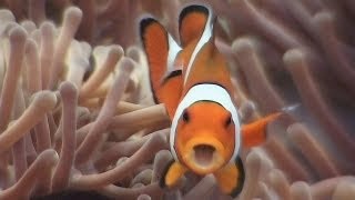 Symbiosis amp Anemonefish  Reef Life of the Andaman  Part 18 [upl. by Subocaj12]