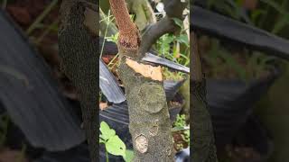 盆景遇到这样的大截口怎么处理 youtubeshorts bonsaitree nature bonsai [upl. by Starlene]