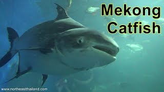 The giant Mekong Catfish at Nong Khai Aquarium Thailand [upl. by Atsugua]