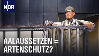 Streit um den Aal Zwischen Aalaussatz und Fangverbot  Doku  NDR  45 Min [upl. by Opportuna]