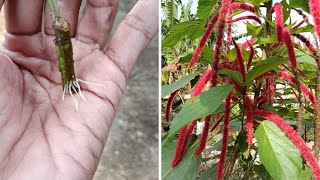 How to Grow Acalypha Hispida From Cutting Propagation in Water [upl. by Yziar]