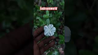 Catharanthus roseusMadagascar periwinklebright eyesNithya kalyani plantநித்திய கல்யாணி [upl. by Ahsela]