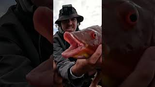 Monster Pigfish Rock Fishing [upl. by Dlareg]