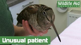 Beautiful woodcock hops to the hospital and home again [upl. by Burty]