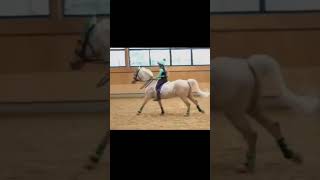 Popcorn🍿harlow viral pony jumping equestrian popcorn harlowandpopcorn fyp HarlowLunaWhite [upl. by Zenda483]