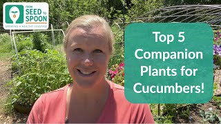 🌱 Cucumbers Top 5 Companion Plants to Help Repel Pests amp Improve Your Cucumbers Health [upl. by Enitnatsnoc]