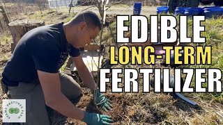 Edible Nitrogen Fixers  Growing Nutrient Rich Trees You Can FEAST On [upl. by Coffeng]