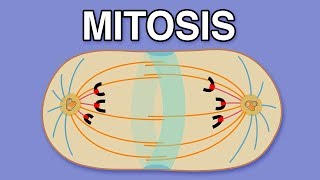 MITOSIS CYTOKINESIS AND THE CELL CYCLE [upl. by Assenab127]